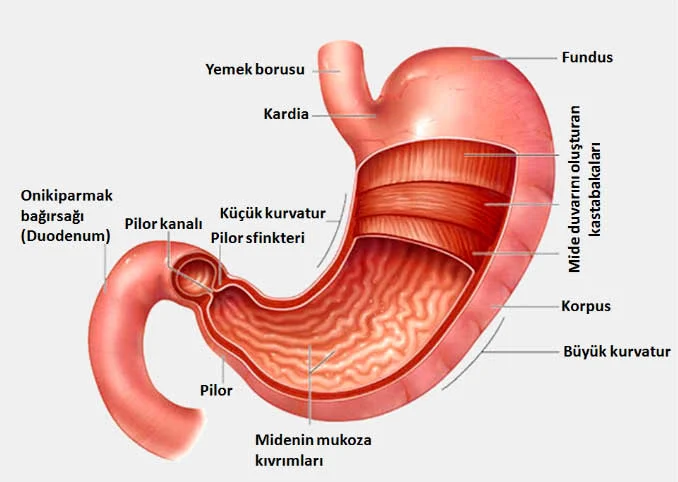 Atrofik gastrit